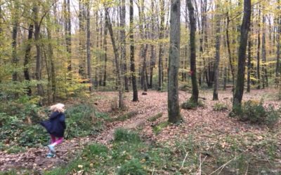 Belgrad Forest – Istanbul’s Big Green Space